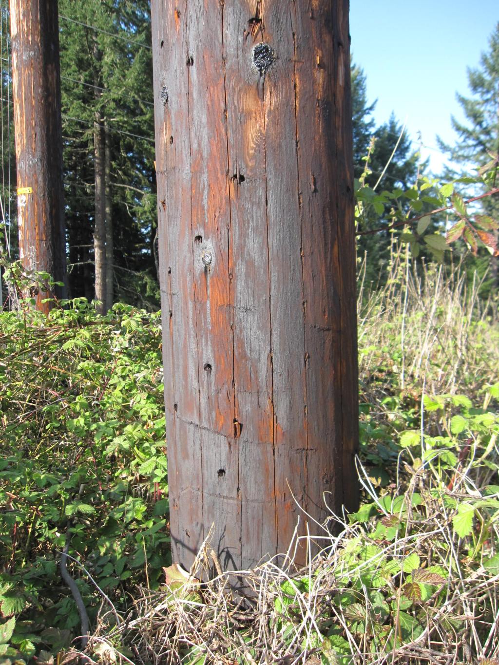 Toxic Utility Poles | Eugene Weekly Published News Article by Heather Cyrus (Sept.&nbsp;2011)