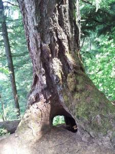 Gorge Tree