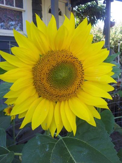 Sunflower 1
