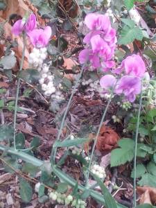 10717923_10203657830860887_207558407_n