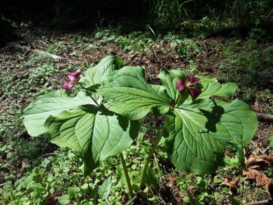 11166006_10205121160043202_746197250_n