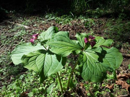 11166006_10205121160043202_746197250_n