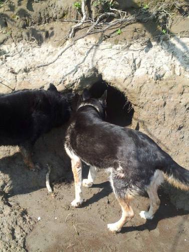 11180231_10205131267335878_226676231_n